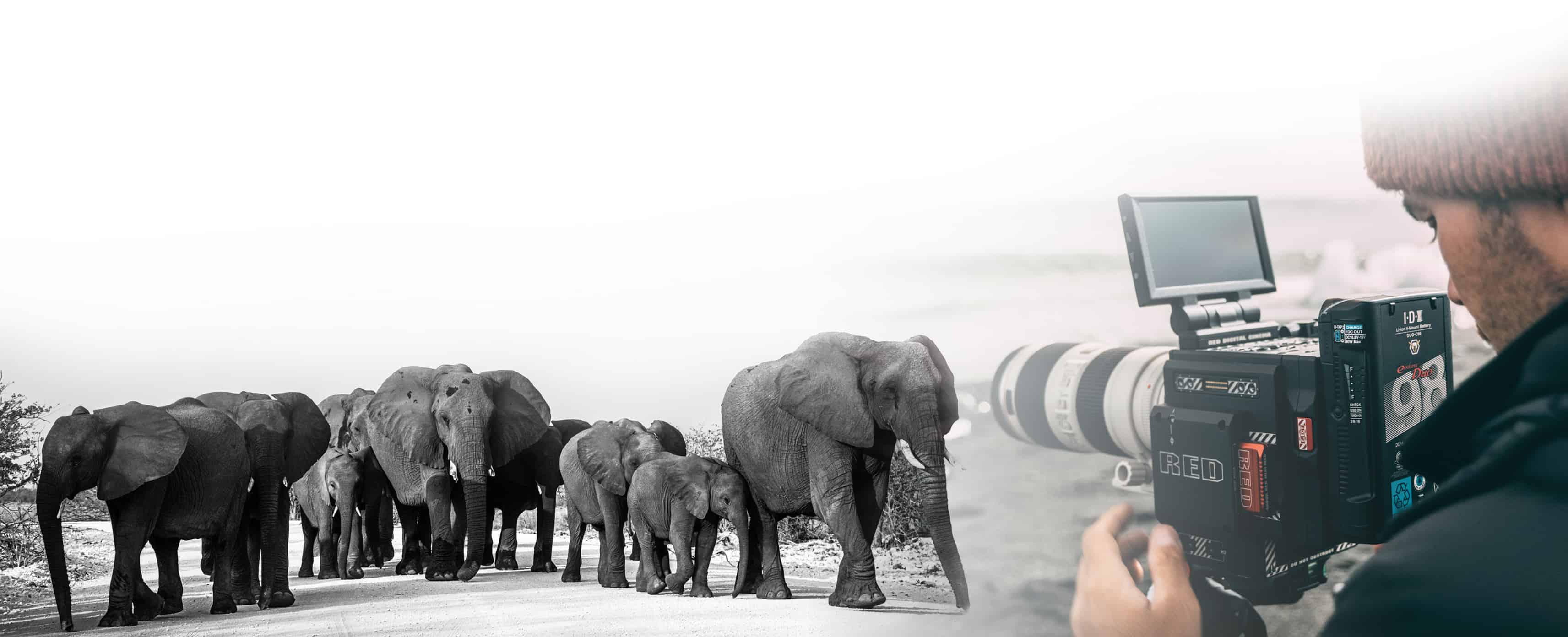 Photo Elephant Namibie Animaliere Jcpieri